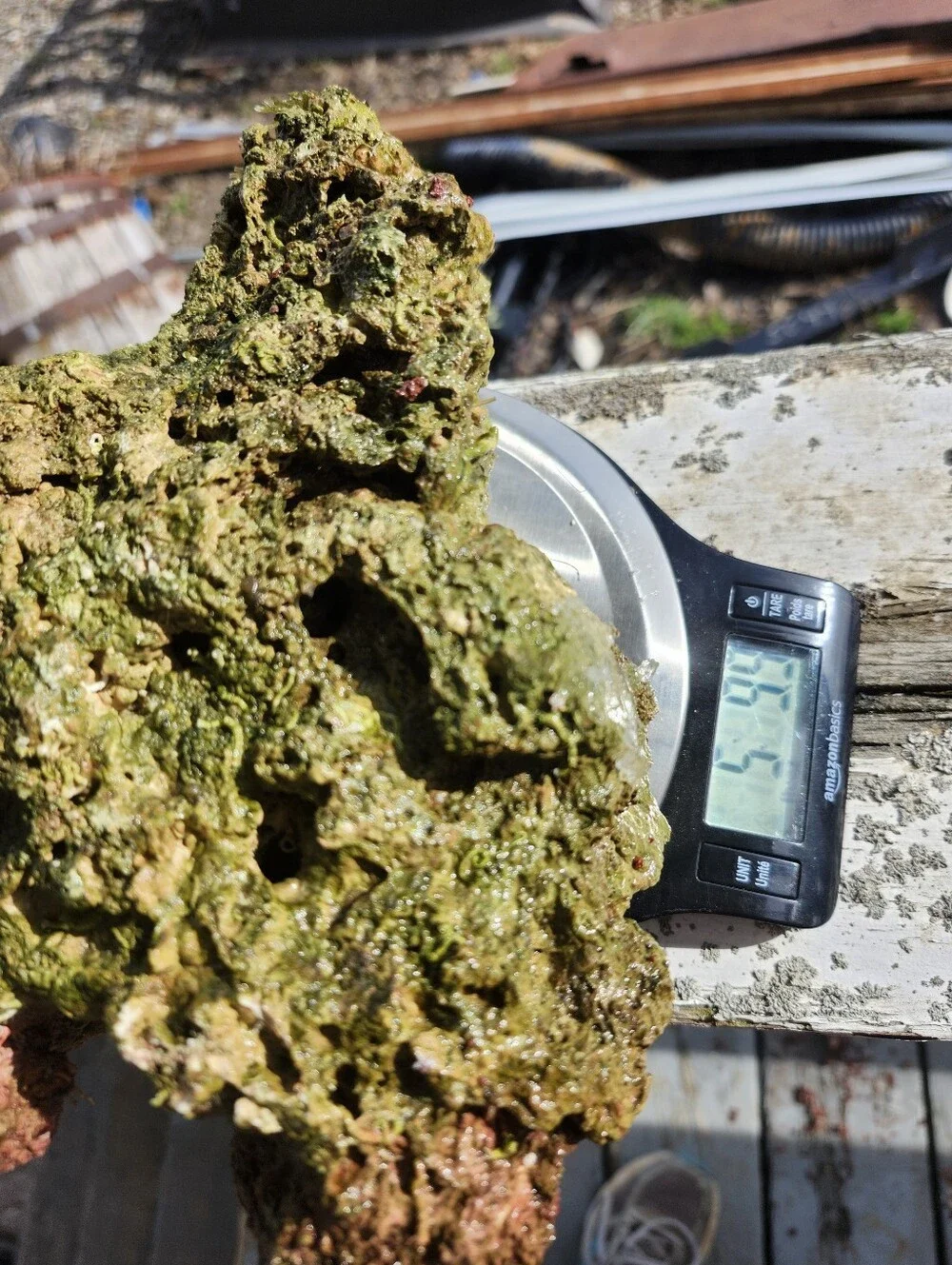 Fiji Dry Base Rock for Saltwater Aquarium Setup Natural Reef Rock Aquascaping